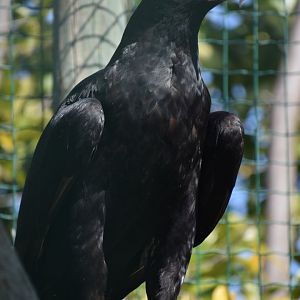 Domaine des Fauves - Verreaux's Eagle