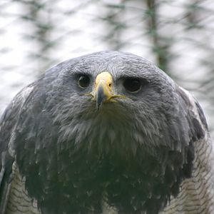 Domaine des Fauves - Black-chested Buzzard-Eagle