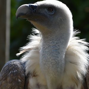 Domaine des Fauves - Griffon Vulture