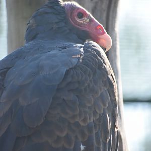 Domaine des Fauves - Turkey Vulture