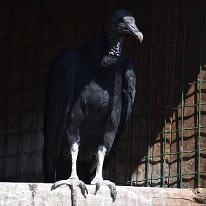 Domaine des Fauves - Black Vulture