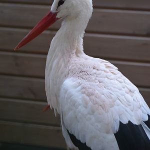 Domaine des Fauves - White Stork