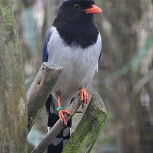 Domaine des Fauves - Red-billed Blue Magpie