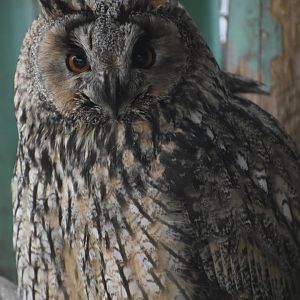 Domaine des Fauves - Long-eared Owl