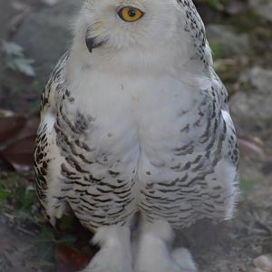 Domaine des Fauves - Snowy Owl