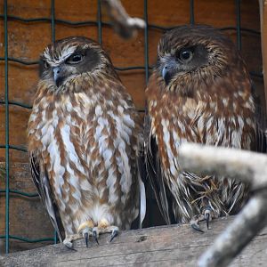 Domaine des Fauves - Morepork