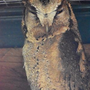 Domaine des Fauves - Indian Scops Owl