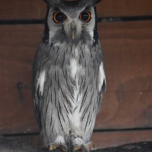 Domaine des Fauves - Northern White-faced Owl