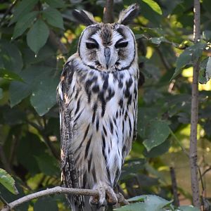 Domaine des Fauves - Striped Owl