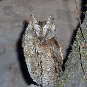 Domaine des Fauves - Eurasian Scops Owl