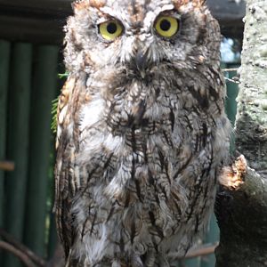 Domaine des Fauves - Western Screech Owl