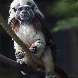 Cotton-top Tamarin / Hamerton / 23-9-21