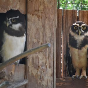 Domaine des Fauves - Spectacled Owl