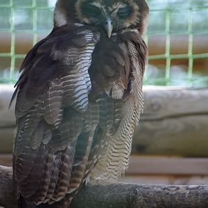 Domaine des Fauves - Brown Wood Owl