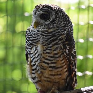 Domaine des Fauves - Rufous-legged Owl