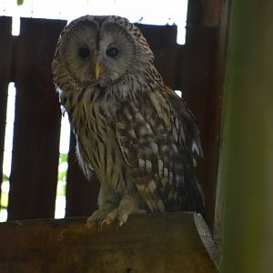 Domaine des Fauves - Ural Owl
