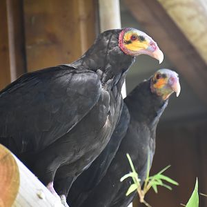 Domaine des Fauves - Lesser Yellow-headed Vulture