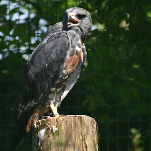Domaine des Fauves - Jackal Buzzard