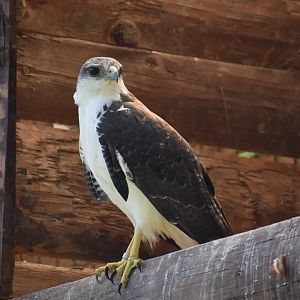 Domaine des Fauves - Variable Hawk