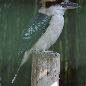 Domaine des Fauves - Laughing Kookaburra