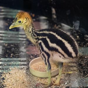 Cassowary Chick / Hamerton / 23-9-21
