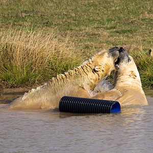 Polar Bears at play