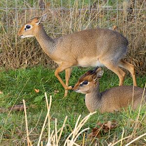 Dik Dik