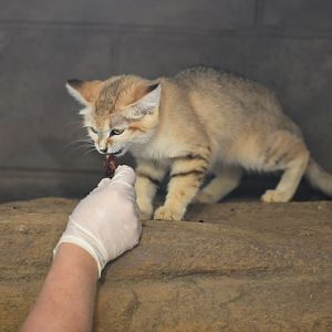 sand cat feeding