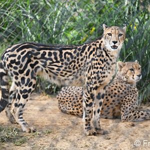 king and normal cheetahs (sisters)