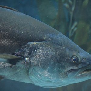 Atractoscion nobilis