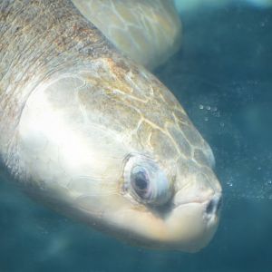 Lepidochelys olivacea