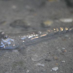 Periophthalmus novemradiatus