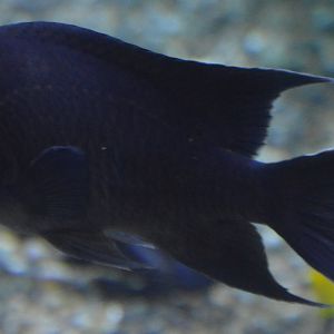 Microspathodon dorsalis