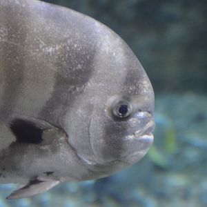 Chaetodipterus zonatus