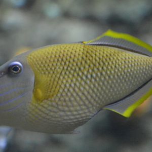 Xanthichthys mento