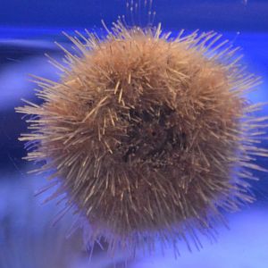 Strongylocentrotus fragilis