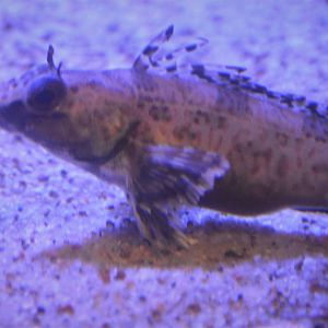 Zaniolepis latipinnis