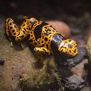 Dendrobates leucomelas