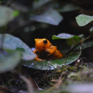 Mantella aurantiaca