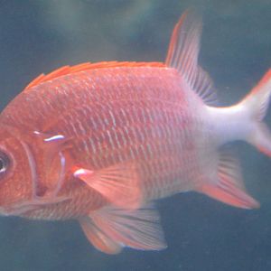 Sargocentron spiniferum