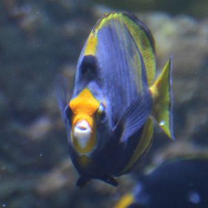 Chaetodon flavirostris