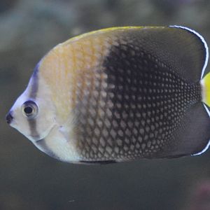 Chaetodon trichorus