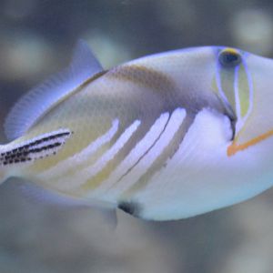 Rhinecanthus aculeatus