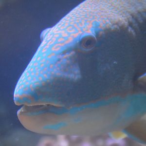 Cetoscarus ocellatus