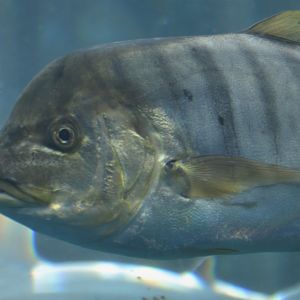 Gnathanodon speciosus