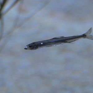 Hypomesus transpacificus