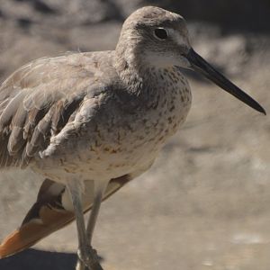 Tringa semipalmata inornata