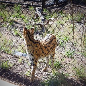 Serval at the Greensboro Science Center