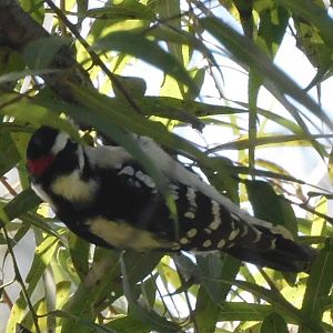 Downy woodpecker