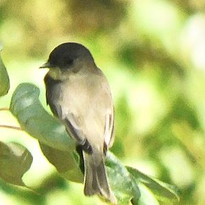 Can anyone id the bird